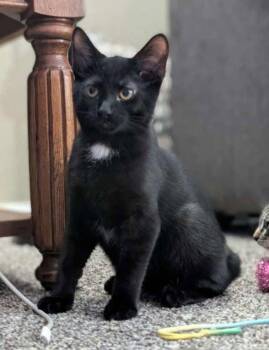 Hg Litter Salem -  Domestic Short Hair Cat for Adoption in Livonia, Michigan - Hg Litter Salem | PetCurious