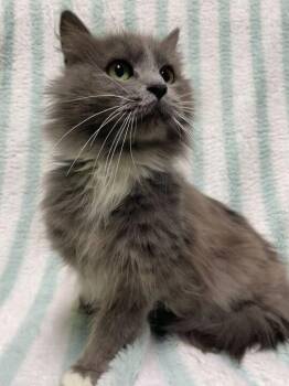 Sues -  Domestic Long Hair Cat for Adoption in Jackson, Michigan - Sues | PetCurious