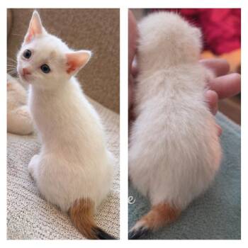 American Shorthair Cats Available for Adoption in Calimesa, California - Sage | PetCurious