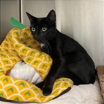 Asteria -  Domestic Short Hair Cat for Adoption in Lynchburg, Virginia - Asteria | PetCurious