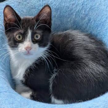 Clover -  Domestic Short Hair Cat for Adoption in Galveston, Texas - Clover | PetCurious