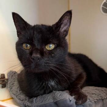 Oscar -  Domestic Short Hair Cat for Adoption in Concord, New Hampshire - Oscar | PetCurious