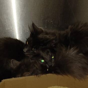 Domestic Long Hair Cats Available for Adoption in Oak Park, Illinois - Santos/OPAC6688 | PetCurious