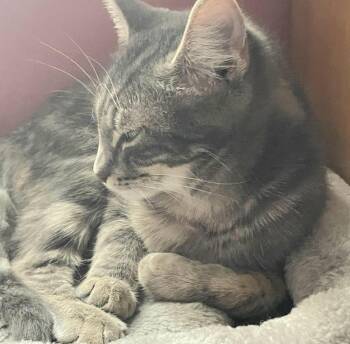 Muffin -  Domestic Short Hair and Tabby Cat for Adoption in Chicago, Illinois - Muffin | PetCurious