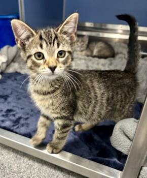 WITCH -  Domestic Short Hair Cat for Adoption in Kalamazoo, Michigan - WITCH | PetCurious