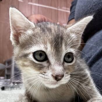 Hazbin -  Domestic Short Hair Cat for Adoption in Leander, Texas - Hazbin | PetCurious