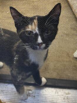 Intrepid -  Tortoiseshell Cat for Adoption in Stanwood, Washington - Intrepid | PetCurious