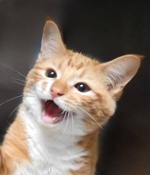 Domestic Short Hair Cats Available for Adoption in Pasadena, California - SAMSON | PetCurious