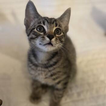 Howell -  Domestic Short Hair Cat for Adoption in Brownsboro, Alabama - Howell | PetCurious