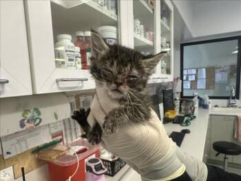 TACOCAT -  Domestic Medium Hair Cat for Adoption in Santa Fe, New Mexico - TACOCAT | PetCurious
