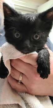 Rescue Domestic Short Hair Cats for Adoption in Waynetown, Indiana - Josiah | PetCurious