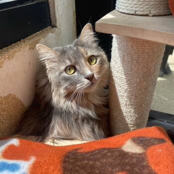 Domestic Medium Hair Cats Available for Adoption in Riverwoods, Illinois - Clawdia | PetCurious