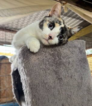 Rescue Tortoiseshell and Siamese Cats for Adoption in Williamsburg, New Mexico - Bubby | PetCurious