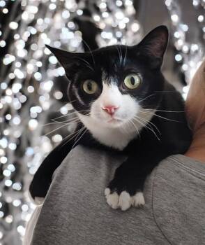 Rescue Domestic Short Hair Cats for Adoption in Pasadena, Texas - Mars **SEE HIS VIDEO** | PetCurious
