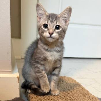 Paisley -  Domestic Short Hair Cat for Adoption in Huntsville, Alabama - Paisley | PetCurious