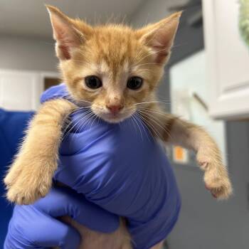 Rusty -  Domestic Short Hair Cat for Adoption in Greenville, South Carolina - Rusty | PetCurious