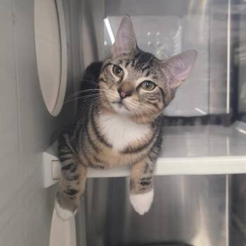 Adelle -  Domestic Short Hair Cat for Adoption in Long Beach, Mississippi - Adelle | PetCurious