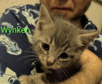 Domestic Short Hair and Tabby Cats Available for Adoption in Poplar Grove, Illinois - Wynken | PetCurious