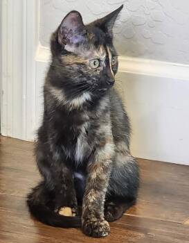 Tiramisu - Sweets Litter -  Tortoiseshell Cat for Adoption in Anthem, Arizona - Tiramisu - Sweets Litter | PetCurious