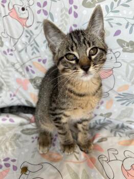 Hudson -  Domestic Short Hair Cat for Adoption in Corpus Christi, Texas - Hudson | PetCurious