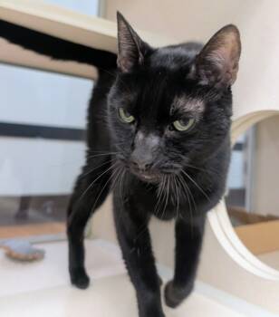 Rescue Domestic Short Hair Cats for Adoption in Houston, Texas - Aladdin | PetCurious