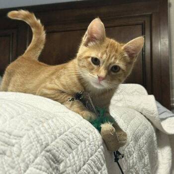 Cheddar Biscuit -  Domestic Short Hair Cat for Adoption in Dallas, Texas - Cheddar Biscuit | PetCurious