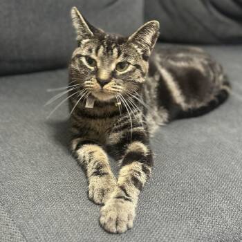 Paisley -  Domestic Short Hair Cat for Adoption in Pickering, Ontario - Paisley | PetCurious