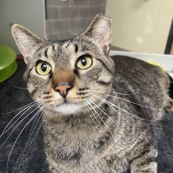 Domestic Short Hair Cats Available for Adoption in Cheyenne, Wyoming - Marblie | PetCurious