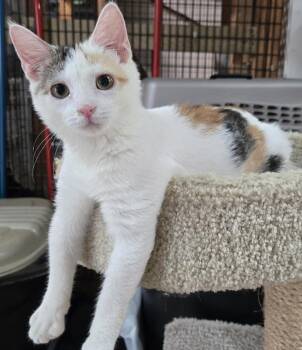 Rescue Domestic Short Hair Cats for Adoption in Boiling Springs, Pennsylvania - Casey | PetCurious