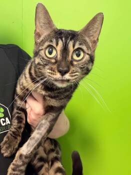 Bengal Cats Available for Adoption in Delson, Quebec - Toutoune | PetCurious