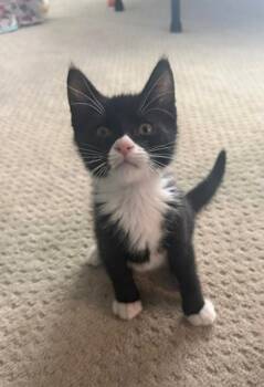 Binky -  Domestic Short Hair Cat for Adoption in Salt Lake City, Utah - Binky | PetCurious
