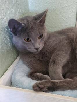 Rescue Russian Blue Cats for Adoption in Hot Springs, Arkansas - Luca | PetCurious