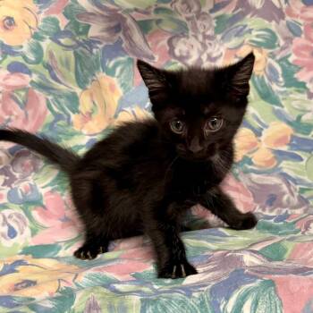 Aretha -  Domestic Short Hair Cat for Adoption in Midland, Texas - Aretha | PetCurious