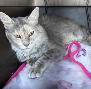 Saraphina -  Domestic Long Hair Cat for Adoption in Morgan Hill, California - Saraphina | PetCurious