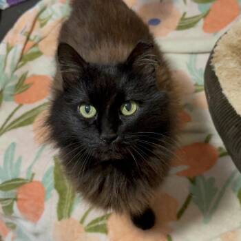 Domestic Long Hair Cats Available for Adoption - Telia | PetCurious