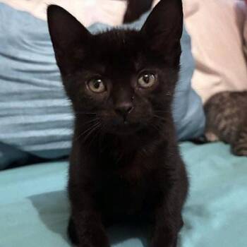 C-3PO -  Domestic Short Hair Cat for Adoption in New Fairfield, Connecticut - C-3PO | PetCurious