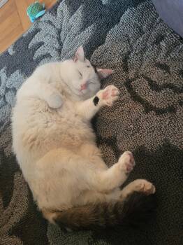Theia -  Domestic Medium Hair Cat for Adoption in North Kingstown, Rhode Island - Theia | PetCurious