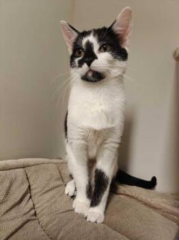 Domestic Short Hair Cats Available for Adoption - Joony | PetCurious