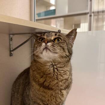 Charlie -  Domestic Short Hair Cat for Adoption in Ballston Spa, New York - Charlie | PetCurious