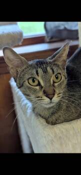 Rescue Domestic Short Hair Cats for Adoption in Medford, Wisconsin - Jazmine | PetCurious