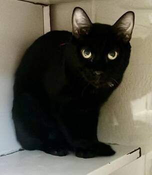 Bubbles -  Domestic Short Hair Cat for Adoption in Burgaw, North Carolina - Bubbles | PetCurious