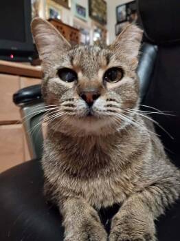 Junebug (CL-J) -  Domestic Short Hair Cat for Adoption in Austin, Texas - Junebug (CL-J) | PetCurious