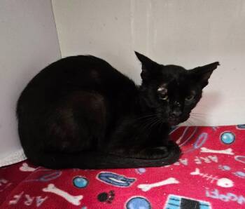 Richard -  Domestic Short Hair Cat for Adoption in Wabash, Indiana - Richard | PetCurious