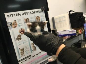 A1938901 -  Domestic Short Hair Cat for Adoption in Thousand Palms, California - A1938901 | PetCurious