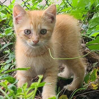 Domestic Short Hair Cats Available for Adoption in Houston, Texas - Tig | PetCurious