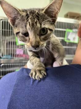 APRIL -  Domestic Short Hair Cat for Adoption in Pensacola, Florida - APRIL | PetCurious