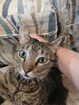Domestic Short Hair Cats Available for Adoption in Thatcher, Arizona - Sweet Boy | PetCurious