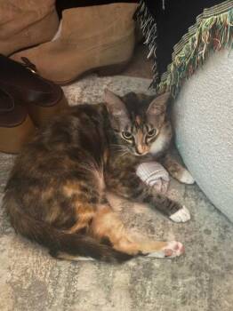 Popsicle -  Tortoiseshell Cat for Adoption in Orlando, Florida - Popsicle | PetCurious