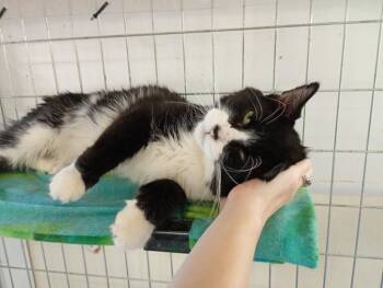Domestic Medium Hair Cats Available for Adoption in Saint James, Minnesota - West Coast | PetCurious