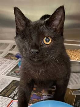 Pirate -  Domestic Short Hair Cat for Adoption in Covington, Virginia - Pirate | PetCurious